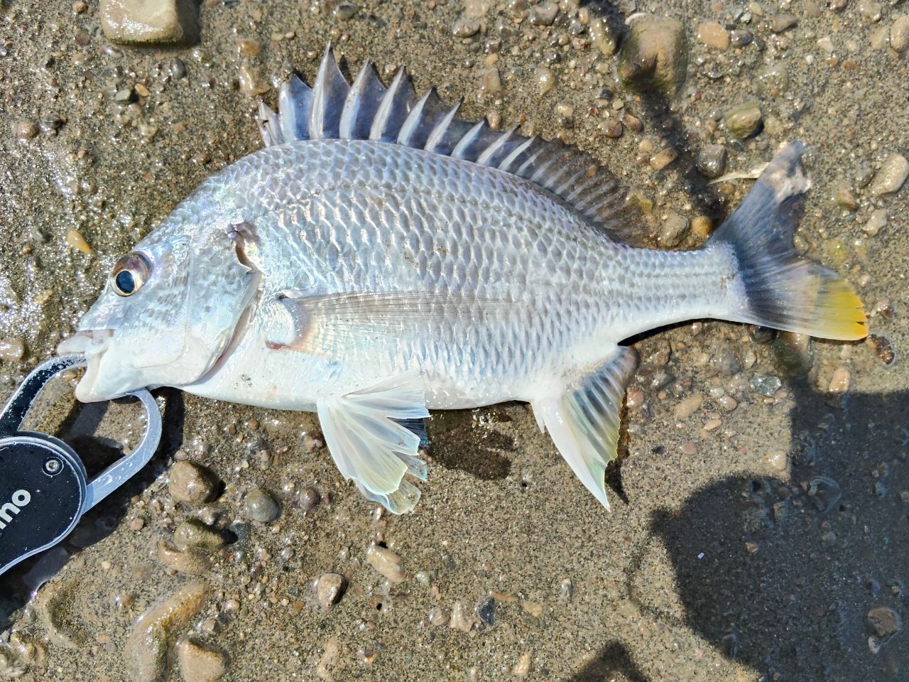 SHIMANO 19ブレニアス S76Mの最安値・インプレ・釣果 | 本音の口コミが