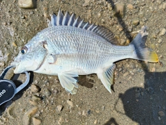 キビレの釣果