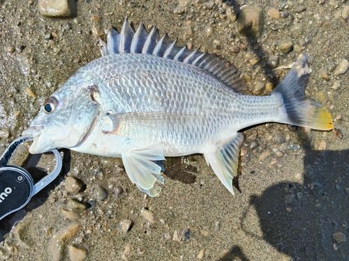 キビレの釣果