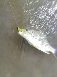 キビレの釣果