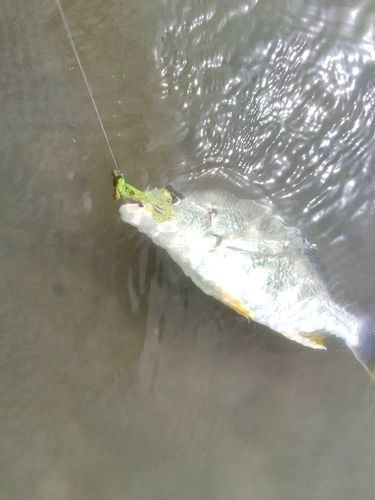 キビレの釣果