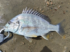 キビレの釣果