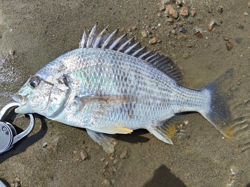 キビレの釣果