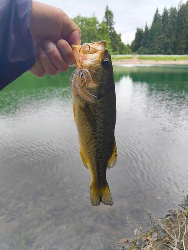 ラージマウスバスの釣果