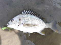 キビレの釣果
