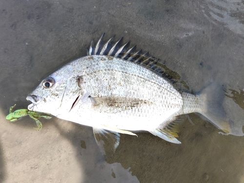 キビレの釣果