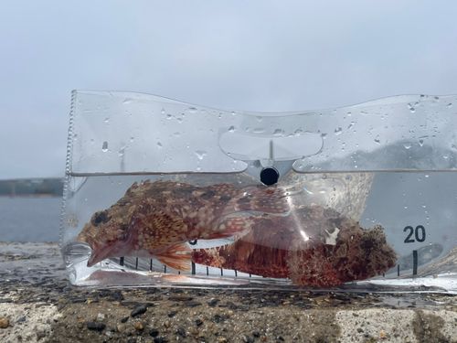 アラカブの釣果