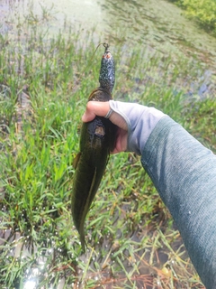 ライギョの釣果