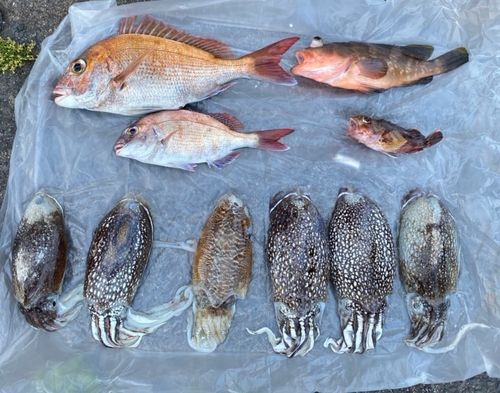 マダイの釣果