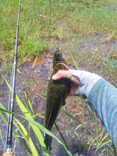 茨城県で釣れたライギョの釣り・釣果情報 - アングラーズ | 釣果600万