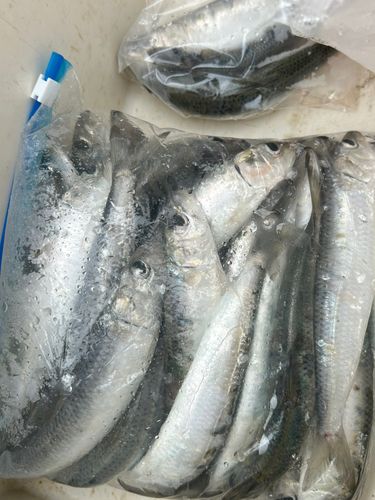 イワシの釣果