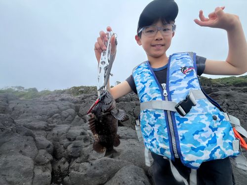 ムラソイの釣果