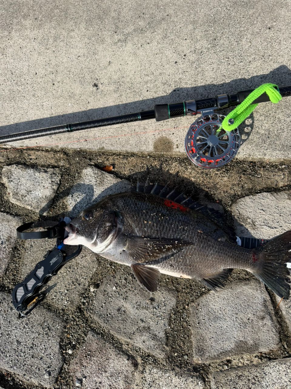 クロダイの釣果写真