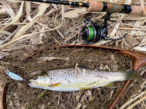 ブラウントラウトの釣果
