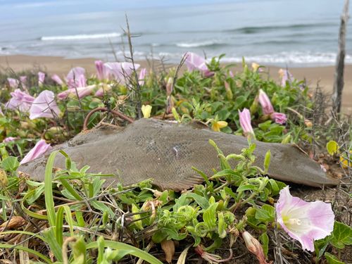 シタビラメの釣果