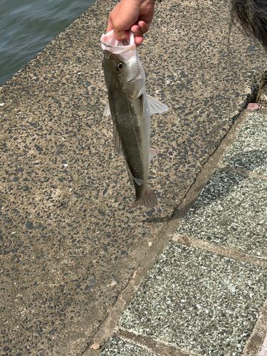 釣果
