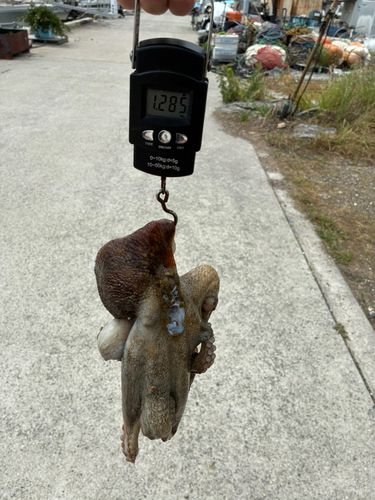 タコの釣果