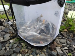 アユの釣果