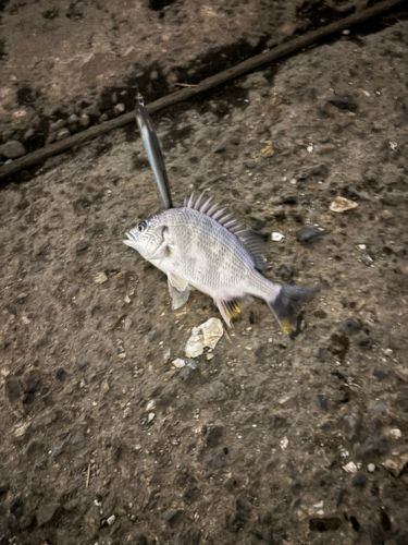 釣果