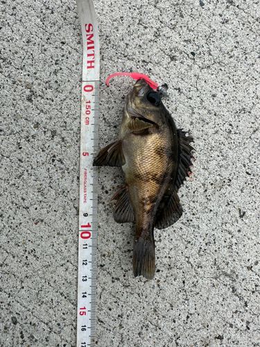 メバルの釣果