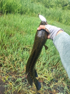 ライギョの釣果
