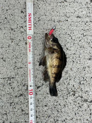 メバルの釣果
