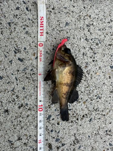 メバルの釣果