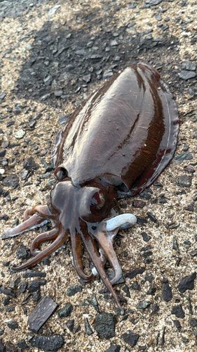モンゴウイカの釣果