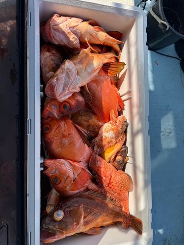 ガシラの釣果