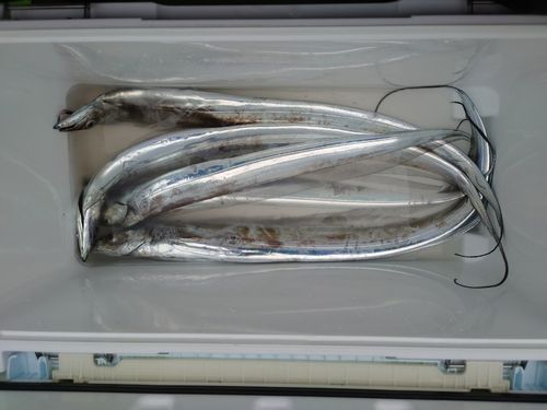 タチウオの釣果