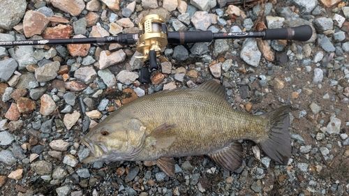 スモールマウスバスの釣果