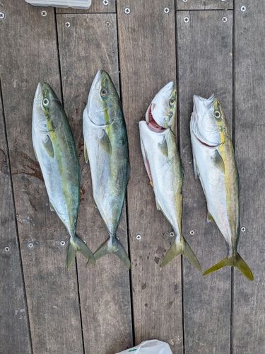 イナダの釣果
