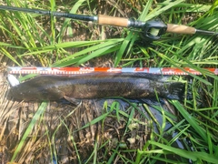 ライギョの釣果