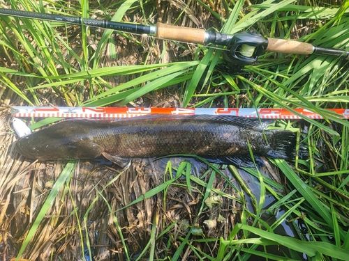 釣果一覧】茨城県で釣れたライギョ - アングラーズ | 釣果600万件の