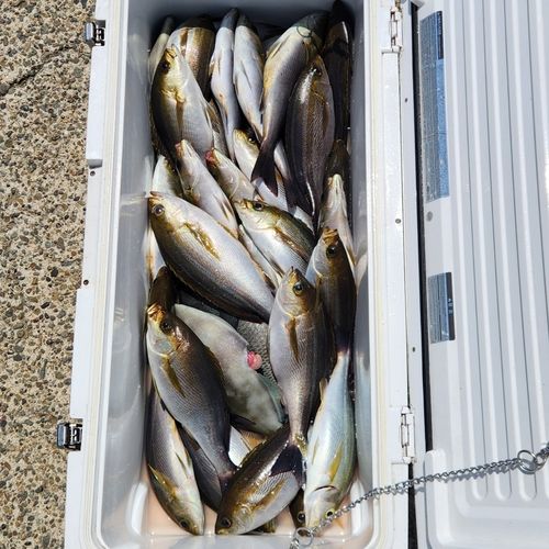 イサキの釣果
