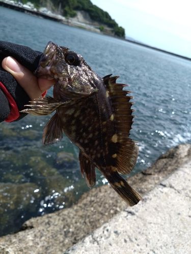 ムラソイの釣果