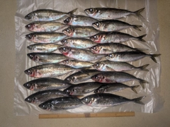 アジの釣果