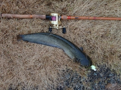 ナマズの釣果