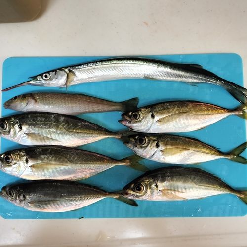 アジの釣果