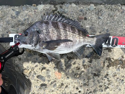 チヌの釣果