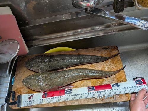 マゴチの釣果