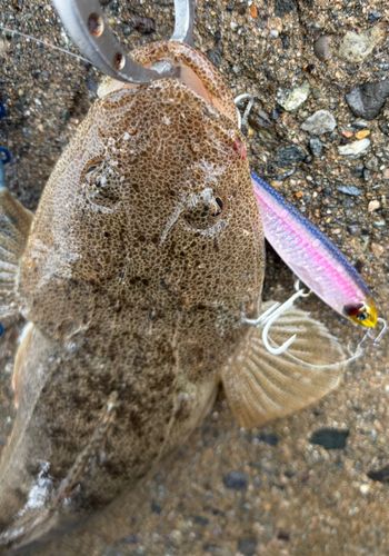 マゴチの釣果