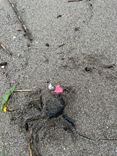 カニの釣果