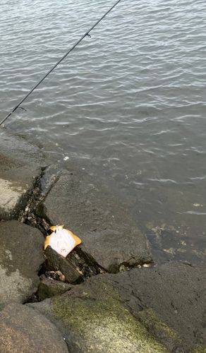 アカエイの釣果