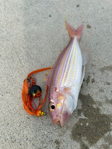 イトヨリダイの釣果