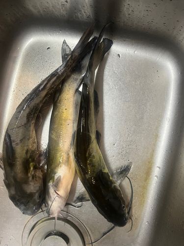 アメリカナマズの釣果
