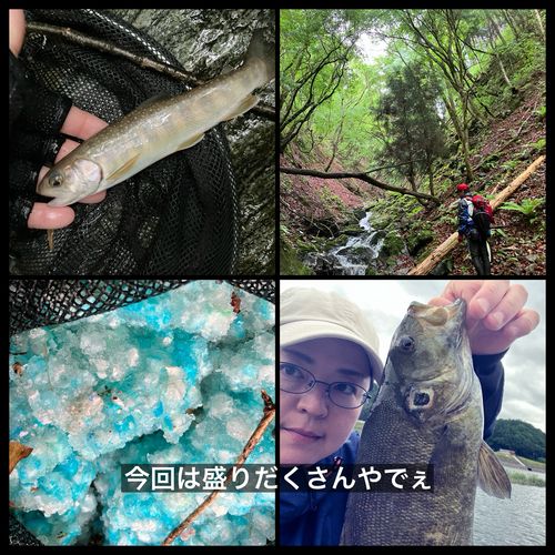 スモールマウスバスの釣果
