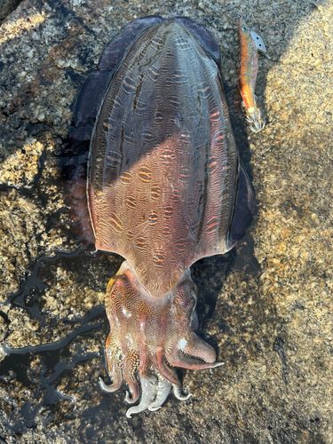 モンゴウイカの釣果