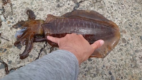アオリイカの釣果