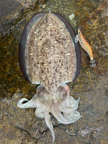 モンゴウイカの釣果